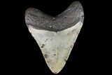 Fossil Megalodon Tooth - North Carolina #79891-1